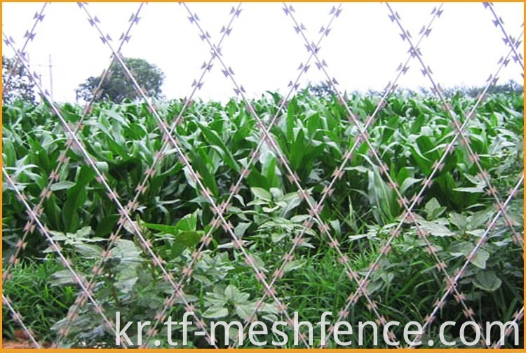 welded concertina razor wire mesh